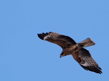 Black Kite 石狩川河口 Wed, 3/20/2024