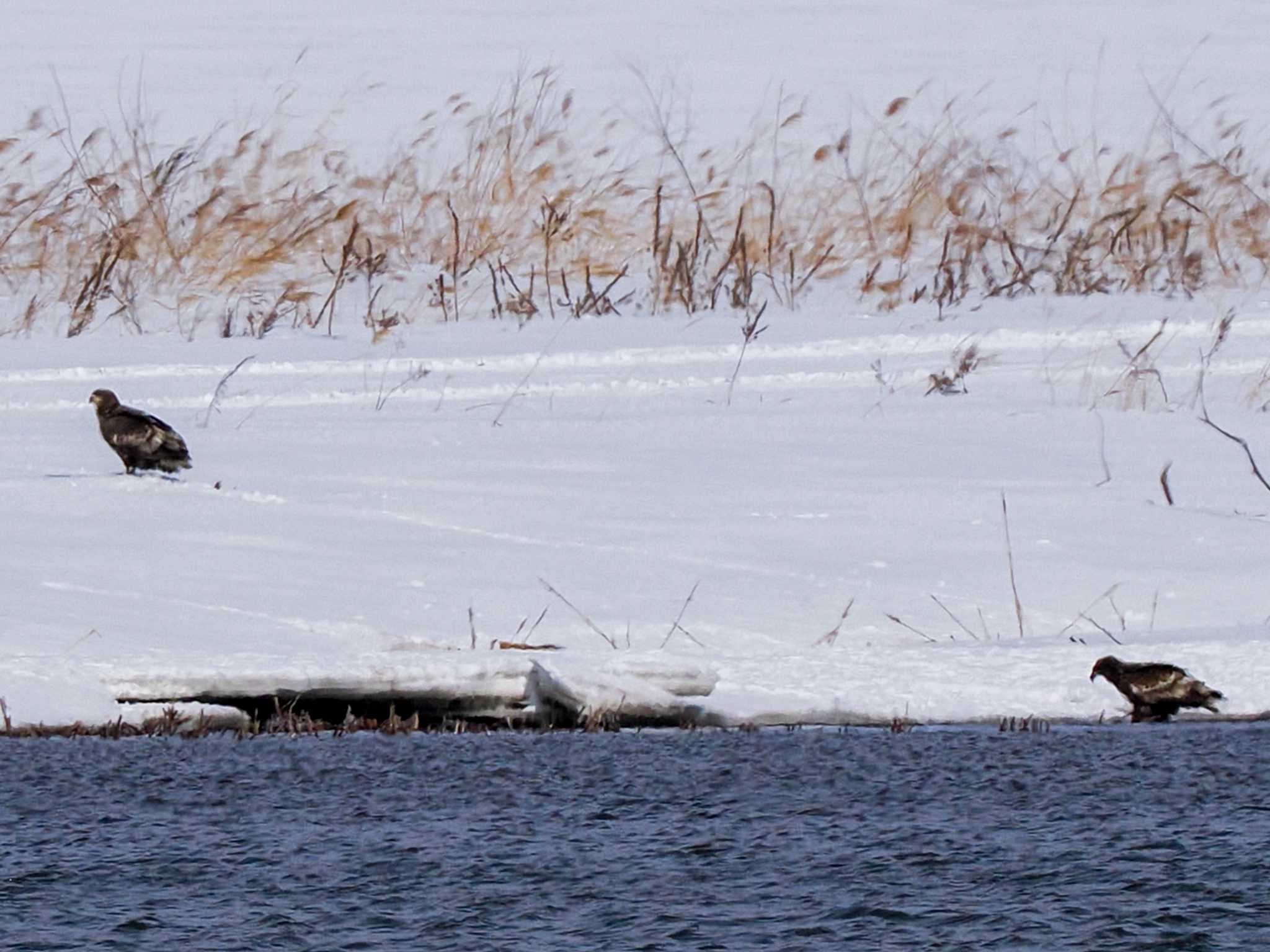 White-tailed Eagle