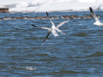 Common Gull 石狩川河口 Wed, 3/20/2024