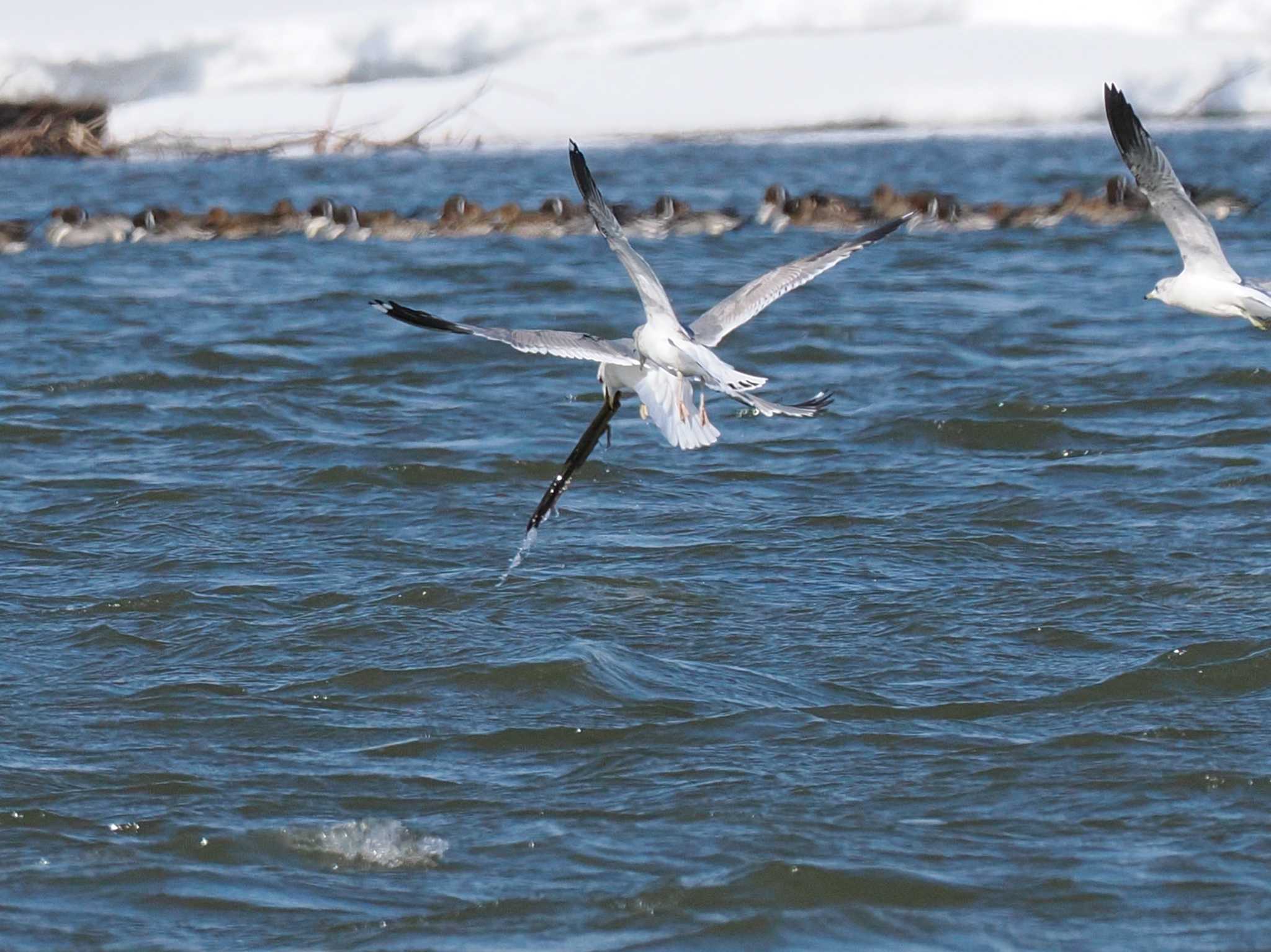 Photo of Common Gull at 石狩川河口 by 98_Ark (98ｱｰｸ)