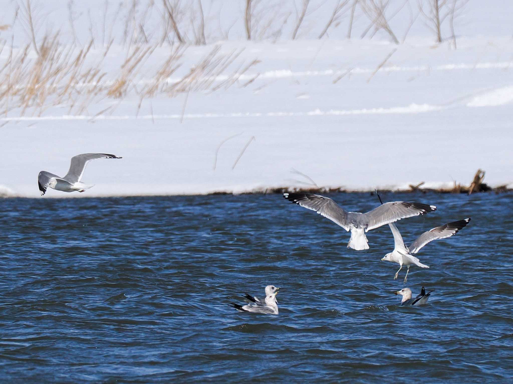 Photo of Common Gull at 石狩川河口 by 98_Ark (98ｱｰｸ)