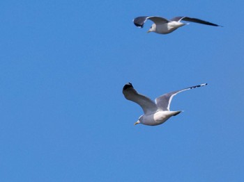 Common Gull 石狩川河口 Wed, 3/20/2024