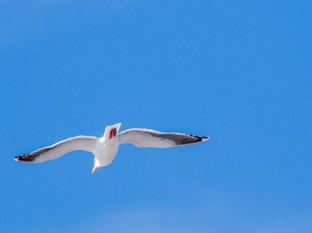 Slaty-backed Gull 石狩川河口 Wed, 3/20/2024