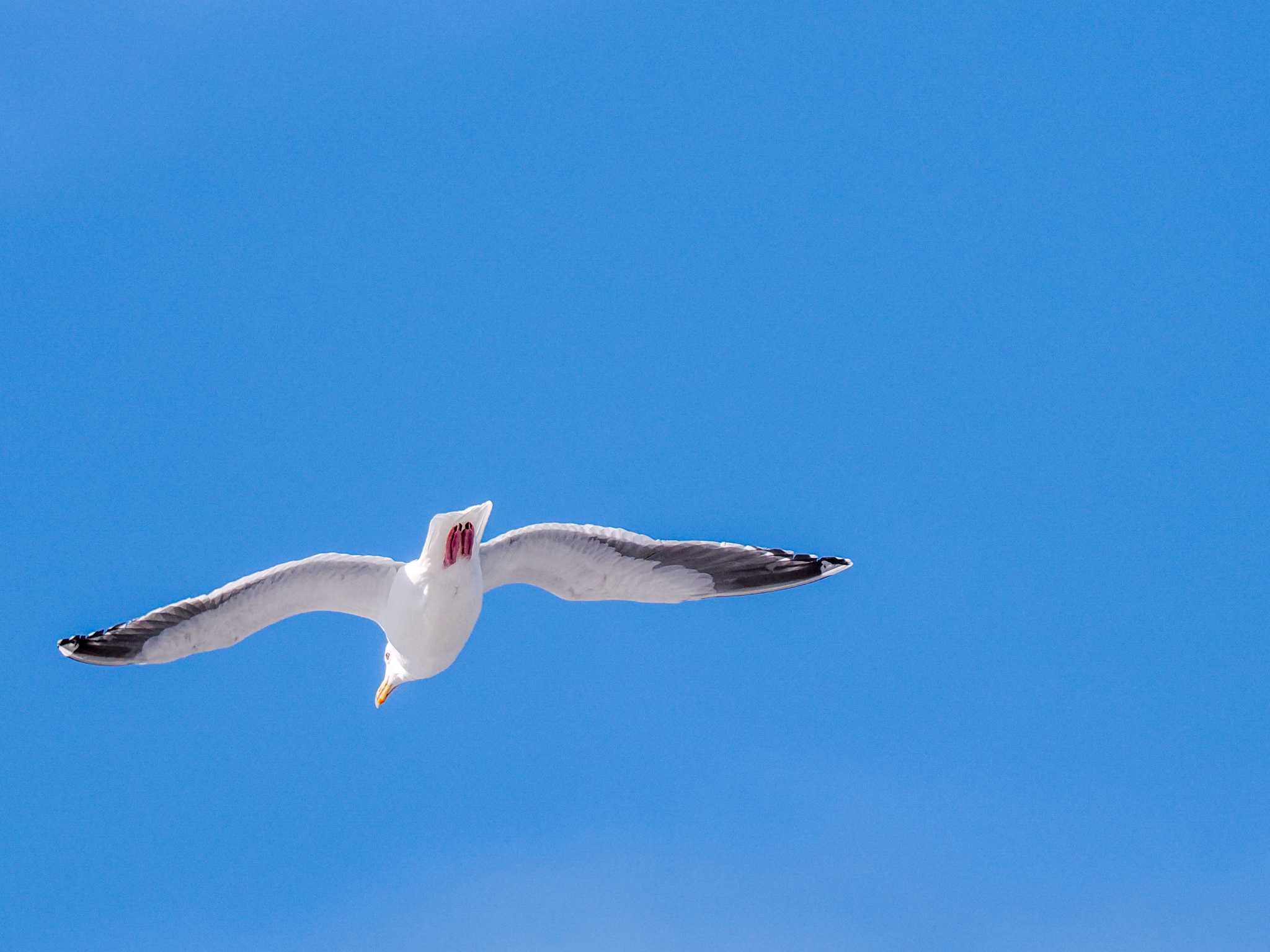 Photo of Slaty-backed Gull at 石狩川河口 by 98_Ark (98ｱｰｸ)