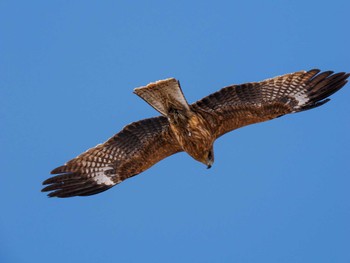 Black Kite 石狩川河口 Wed, 3/20/2024