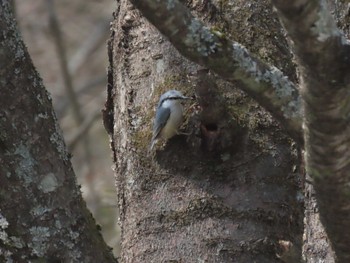 Eurasian Nuthatch 蔵王野鳥の森自然観察センター Sun, 3/17/2024