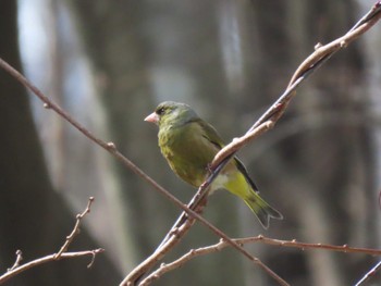 カワラヒワ 蔵王野鳥の森自然観察センター 2024年3月17日(日)