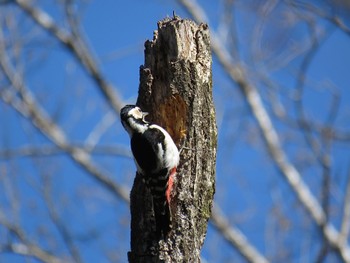 Great Spotted Woodpecker 狭山丘陵 Thu, 3/21/2024