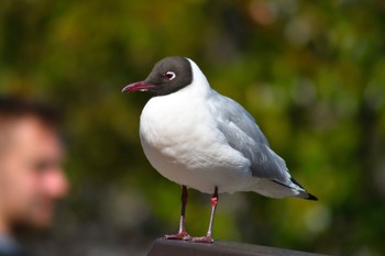 Black-headed Gull Tokyo Ueno Park Fri, 3/22/2024