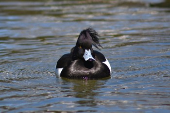 Tufted Duck Tokyo Ueno Park Fri, 3/22/2024