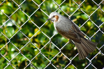 Brown-eared Bulbul(ogawae) Tokyo Ueno Park Fri, 3/22/2024