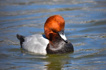 Common Pochard Tokyo Ueno Park Fri, 3/22/2024