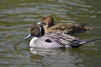 Northern Pintail Tokyo Ueno Park Fri, 3/22/2024