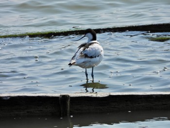 ソリハシセイタカシギ 米子水鳥公園 2024年3月22日(金)