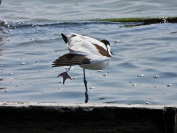 ソリハシセイタカシギ 米子水鳥公園 2024年3月22日(金)