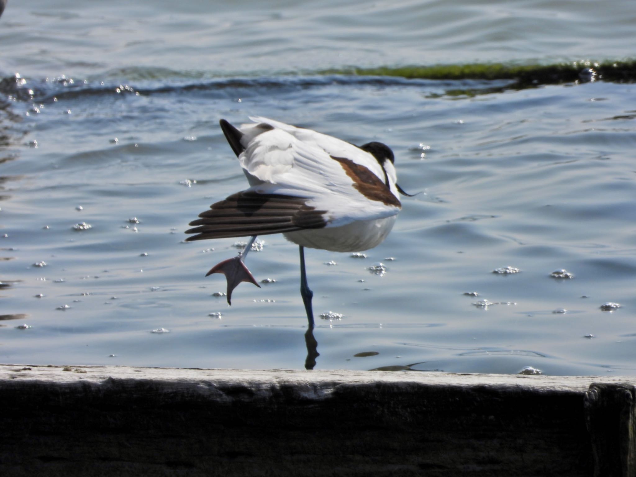 Pied Avocet