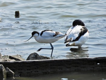 Pied Avocet 米子水鳥公園 Fri, 3/22/2024