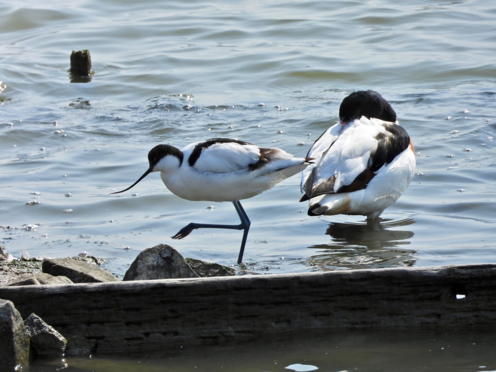 Pied Avocet