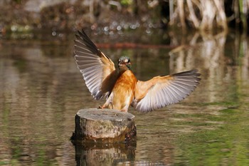 カワセミ ギャザリアビオガーデン　フジクラ木場千年の森 2024年3月20日(水)