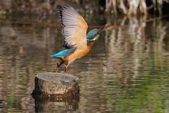 カワセミ ギャザリアビオガーデン　フジクラ木場千年の森 2024年3月20日(水)