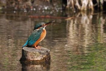 カワセミ ギャザリアビオガーデン　フジクラ木場千年の森 2024年3月20日(水)