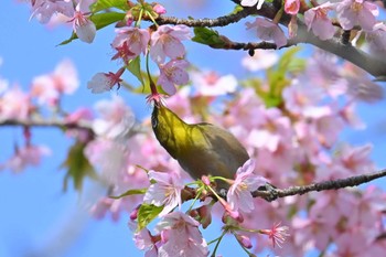 メジロ 水元公園 2024年3月17日(日)