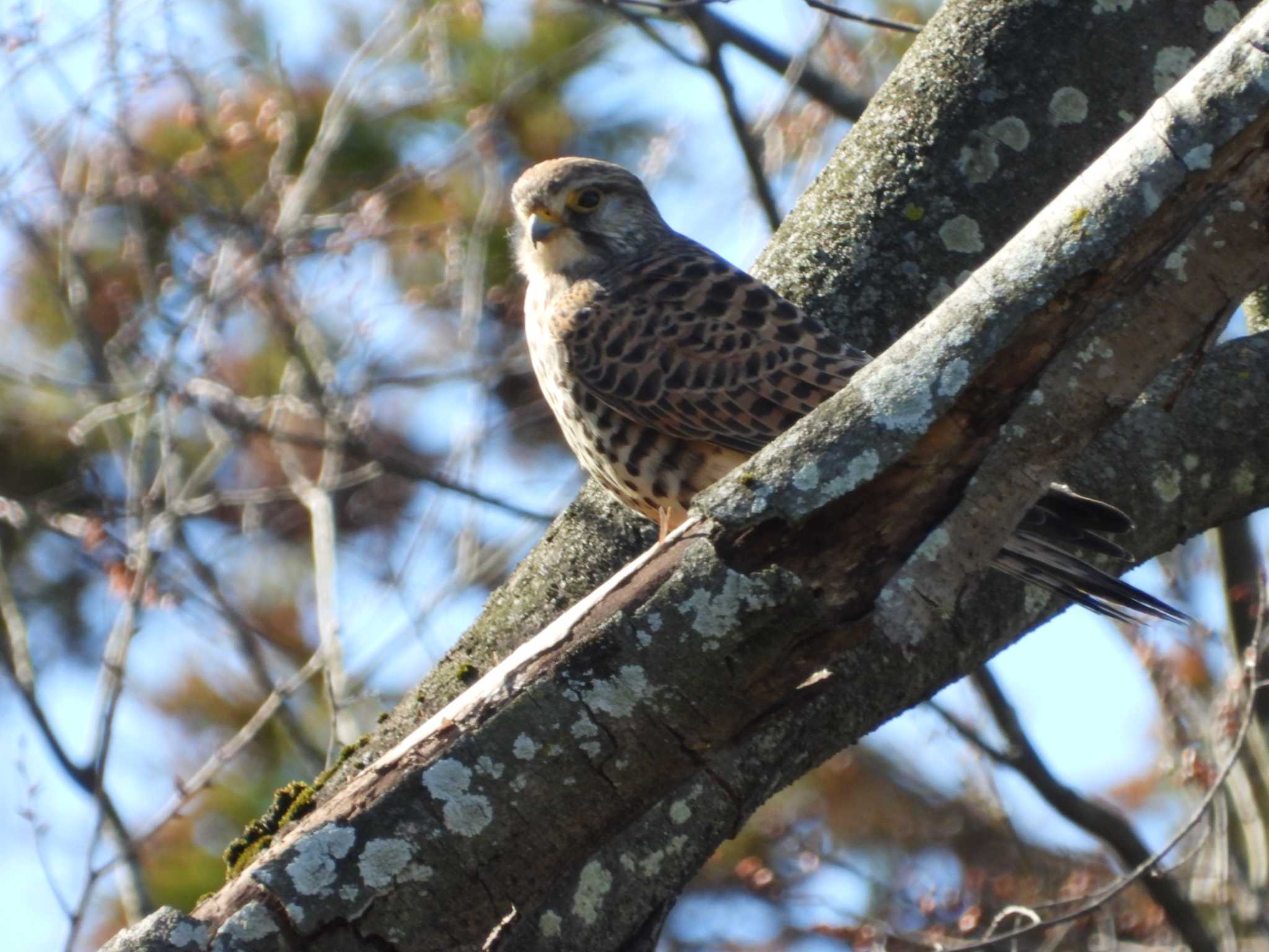 上谷戸親水公園(稲城市) チョウゲンボウの写真 by ヨシテル