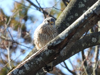 Fri, 3/22/2024 Birding report at 上谷戸親水公園(稲城市)