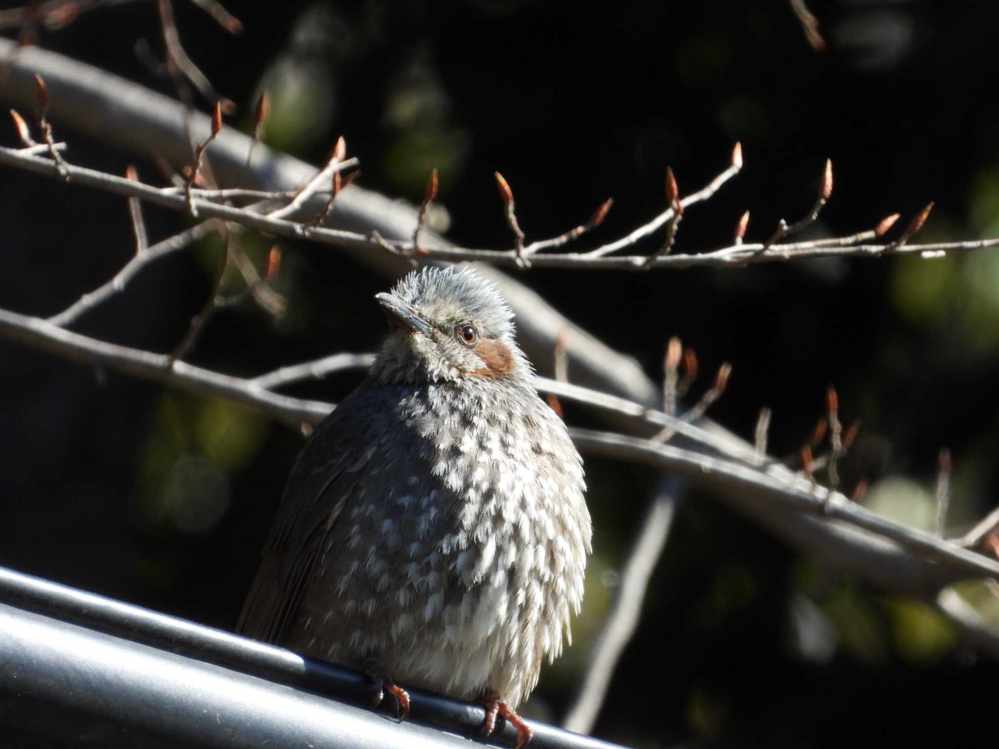 上谷戸親水公園(稲城市) ヒヨドリの写真 by ヨシテル