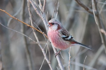 Siberian Long-tailed Rosefinch 宮田用水(蘇南公園前・江南市) Thu, 3/21/2024