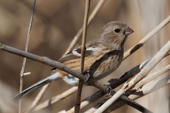 Siberian Long-tailed Rosefinch 宮田用水(蘇南公園前・江南市) Thu, 3/21/2024