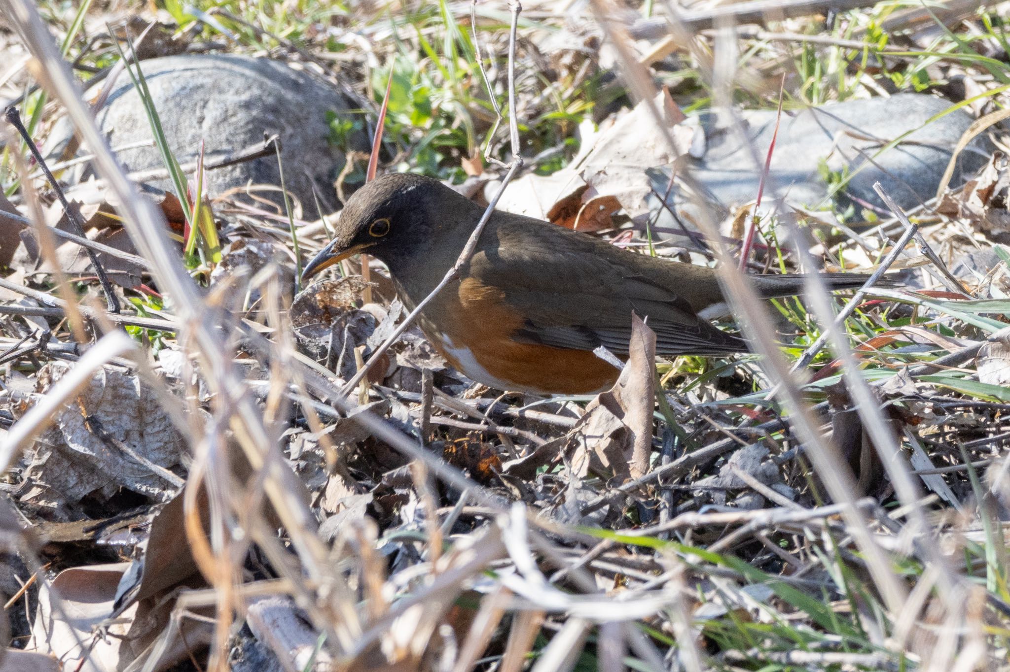 Photo of Brown-headed Thrush(orii) at 宮田用水(蘇南公園前・江南市) by アカウント5104