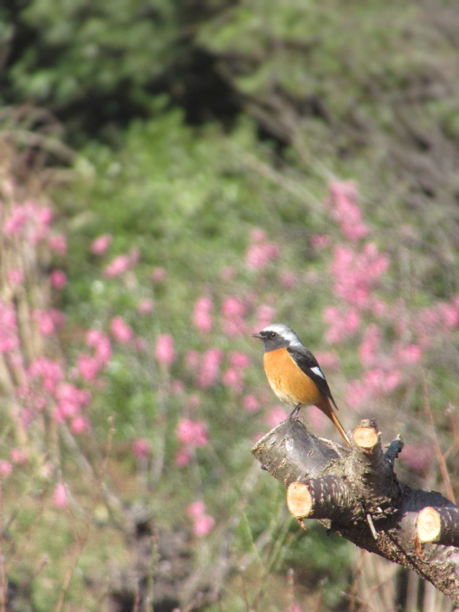 Photo of Daurian Redstart at 神奈川県横浜市 by kohukurou