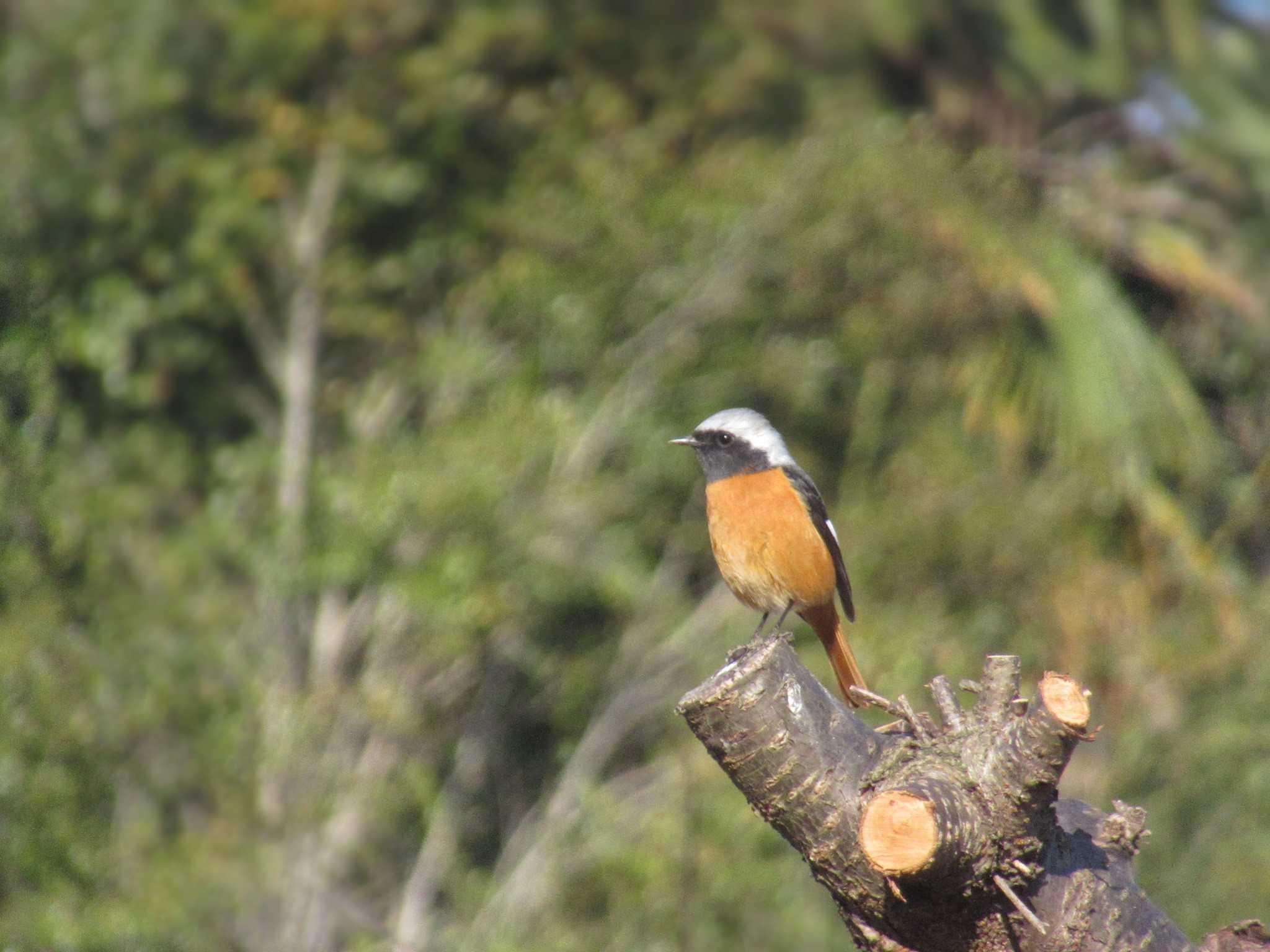 Daurian Redstart