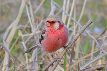 Siberian Long-tailed Rosefinch 祖父江ワイルドネイチャー緑地 Thu, 3/21/2024