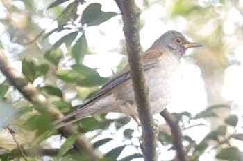 シロハラ 深山公園 2024年3月1日(金)