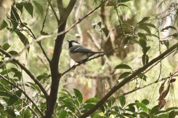 シジュウカラ 深山公園 2024年3月1日(金)