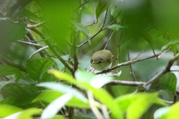 Philippine Leaf Warbler PICOP(PHILIPPINE) Sun, 3/18/2018