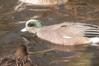 American Wigeon 深山公園 Fri, 3/1/2024