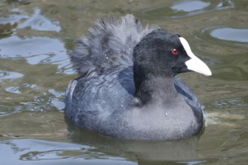 オオバン 深山公園 2024年3月1日(金)