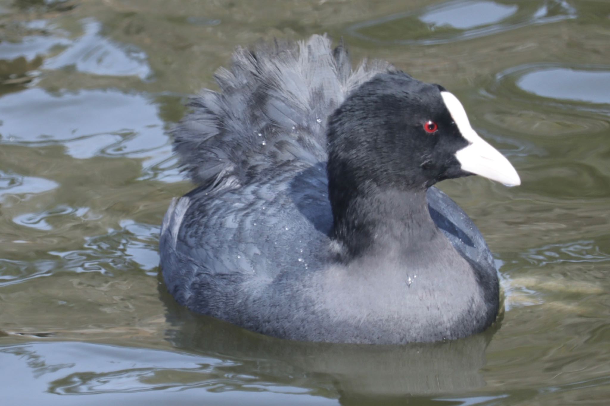 Photo of Eurasian Coot at 深山公園 by ひた