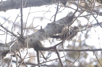 コゲラ 深山公園 2024年3月1日(金)