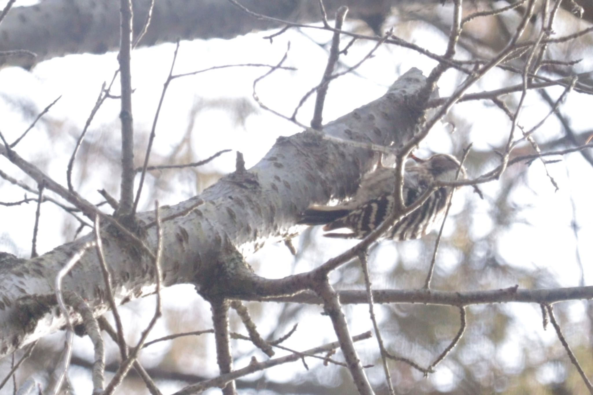 Photo of Japanese Pygmy Woodpecker at 深山公園 by ひた