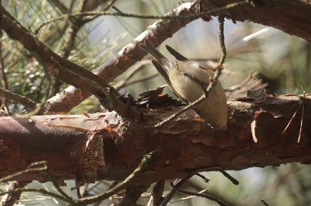 Goldcrest 深山公園 Fri, 3/1/2024