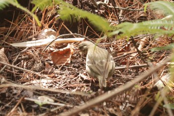 Olive-backed Pipit 深山公園 Fri, 3/1/2024