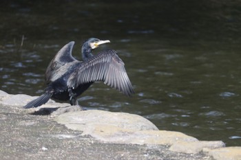 Great Cormorant 深山公園 Fri, 3/1/2024