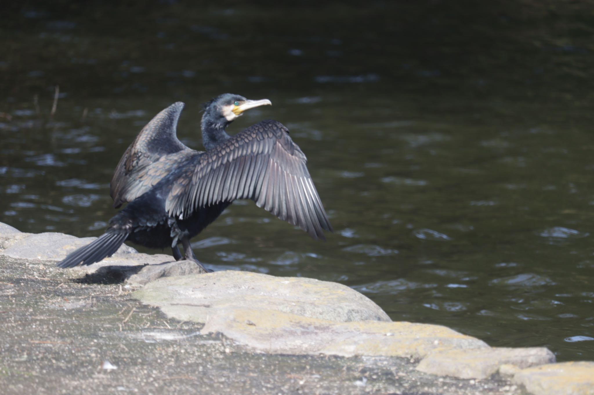 Photo of Great Cormorant at 深山公園 by ひた