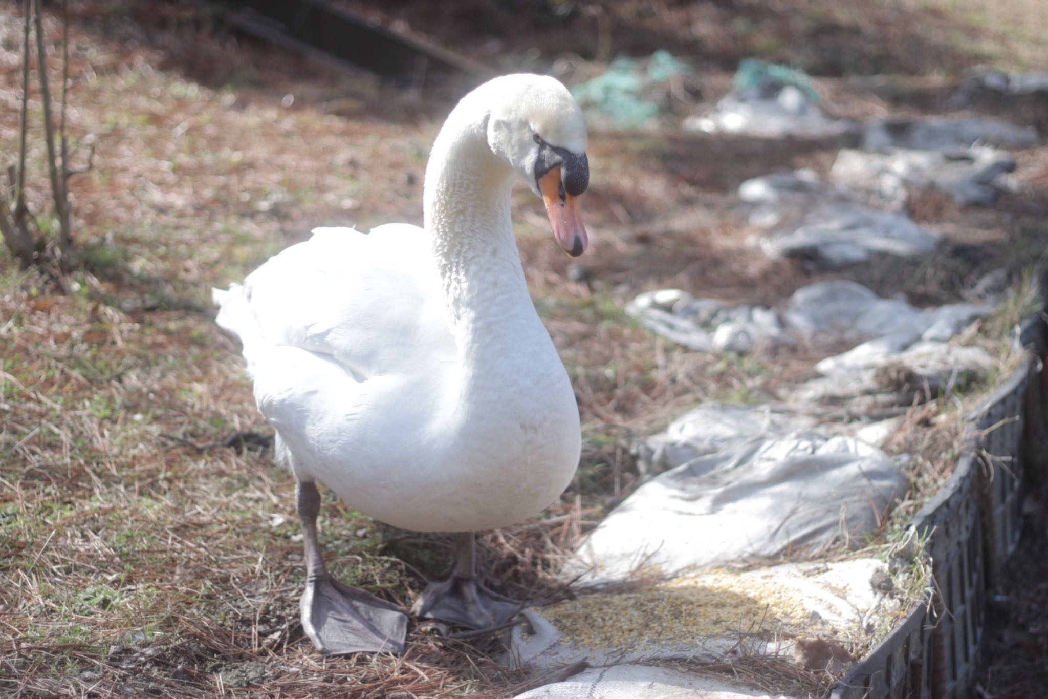 Photo of Mute Swan at 深山公園 by ひた