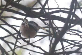 Long-tailed Tit 深山公園 Fri, 3/1/2024