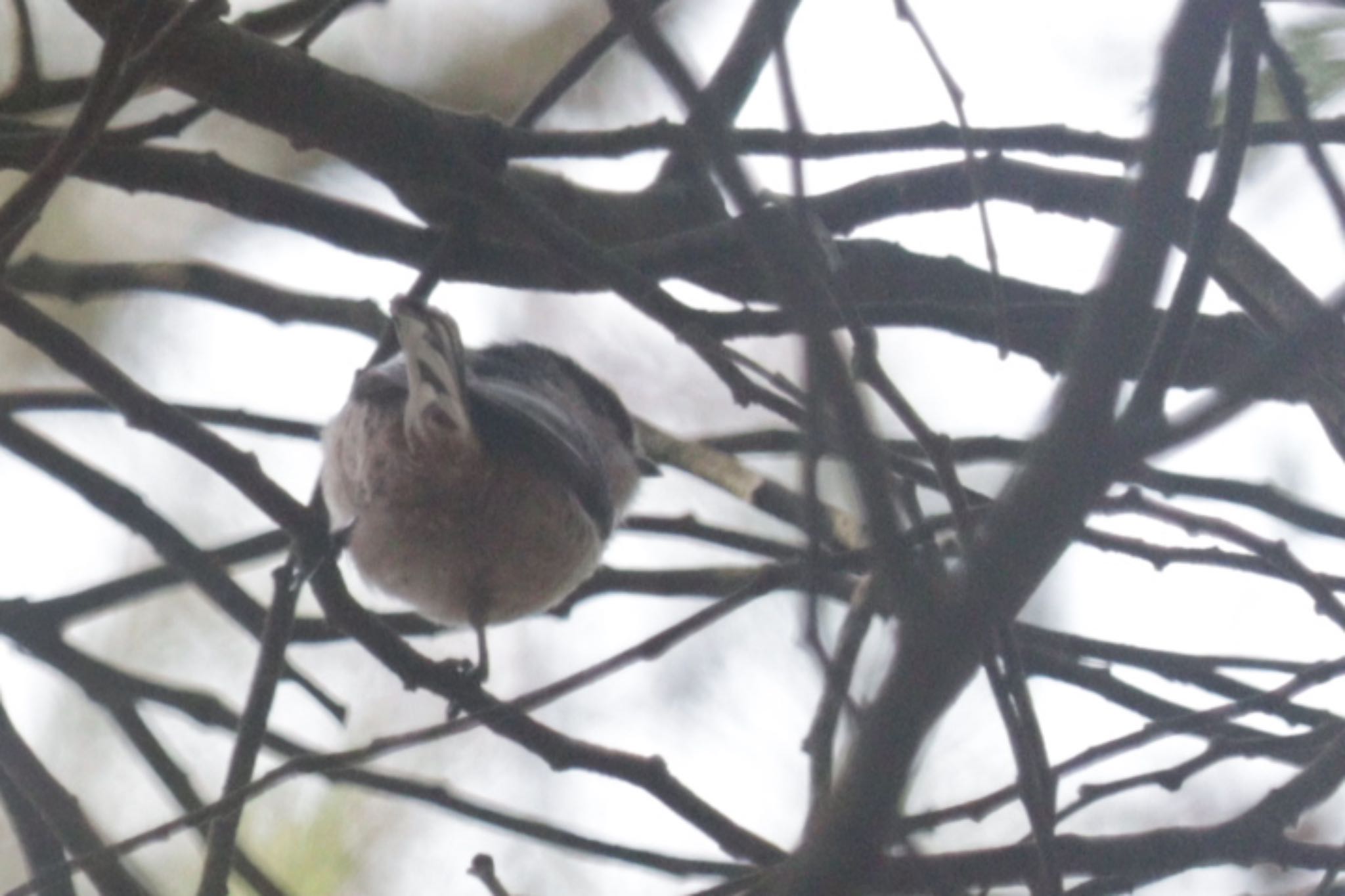 Photo of Long-tailed Tit at 深山公園 by ひた